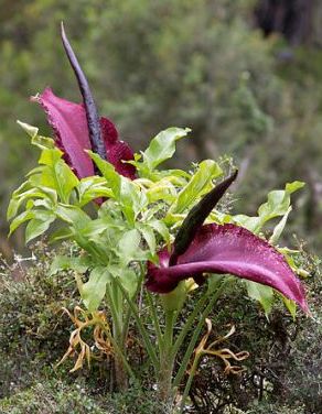 Voodoo lily (Dracunculus vulgaris)